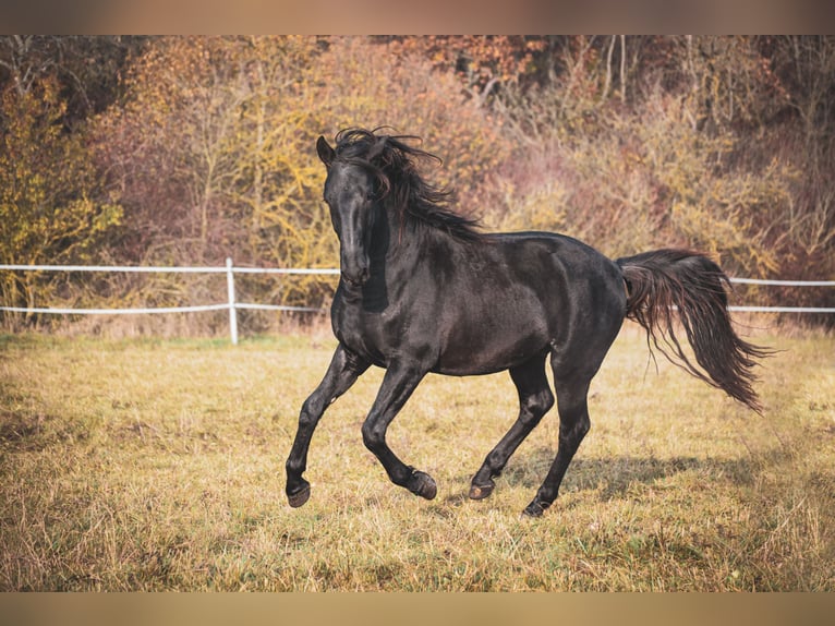 Kladruber Étalon 2 Ans Noir in Brno