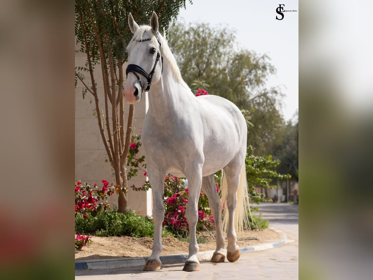 Kladruber Giumenta 13 Anni 163 cm Bianco in Dubai