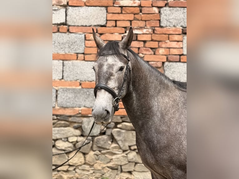 Kladruber Giumenta 5 Anni 161 cm Grigio in Neveklov