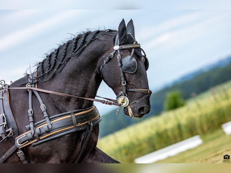 Kladruber Hengst 10 Jahre 166 cm Rappe in Havlíčkův Brod