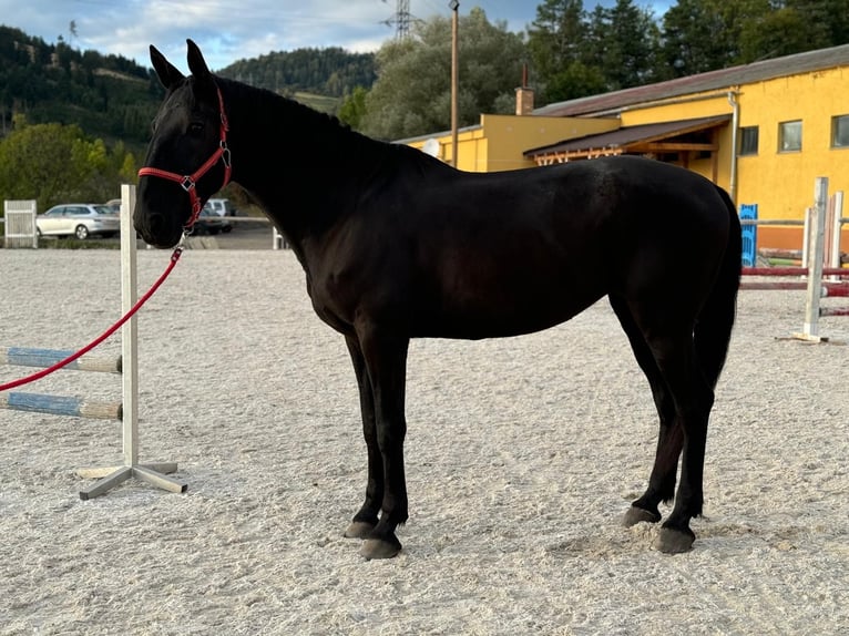 Kladruber Hengst 14 Jaar 165 cm Zwart in Ipelškysokolec