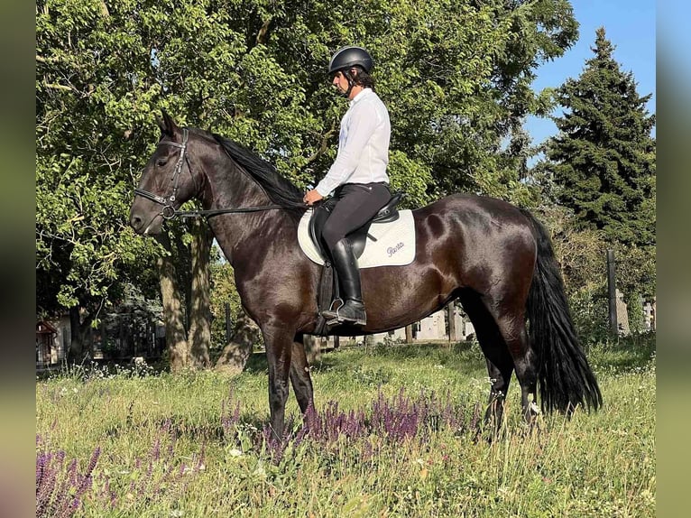 Kladruber Hengst 14 Jaar 165 cm Zwart in Ipelškysokolec
