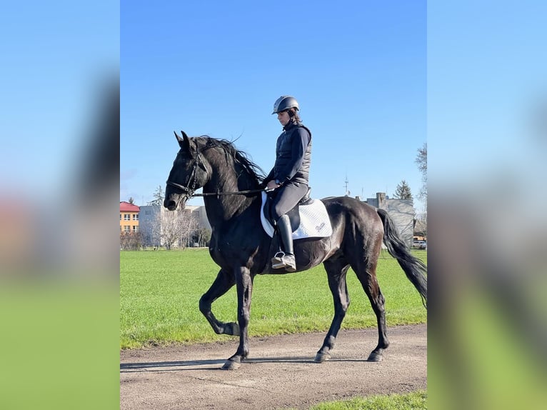 Kladruber Hengst 14 Jahre 165 cm Rappe in Ipelškysokolec