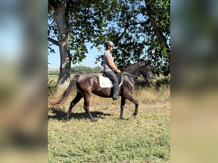 Kladruber Hengst 14 Jahre 165 cm Rappe in Ipelškysokolec