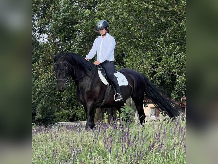 Kladruber Hengst 14 Jahre 165 cm Rappe in Ipelškysokolec