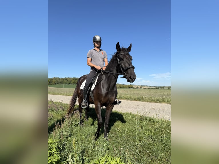 Kladruber Hengst 14 Jahre 165 cm Rappe in Ipelškysokolec