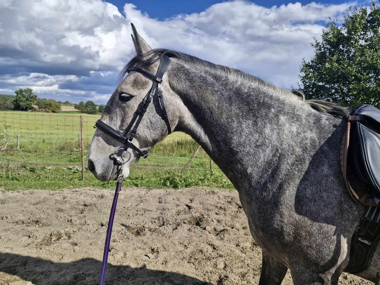 Kladruber Hongre 5 Ans 164 cm Rouan bleu in Neveklov