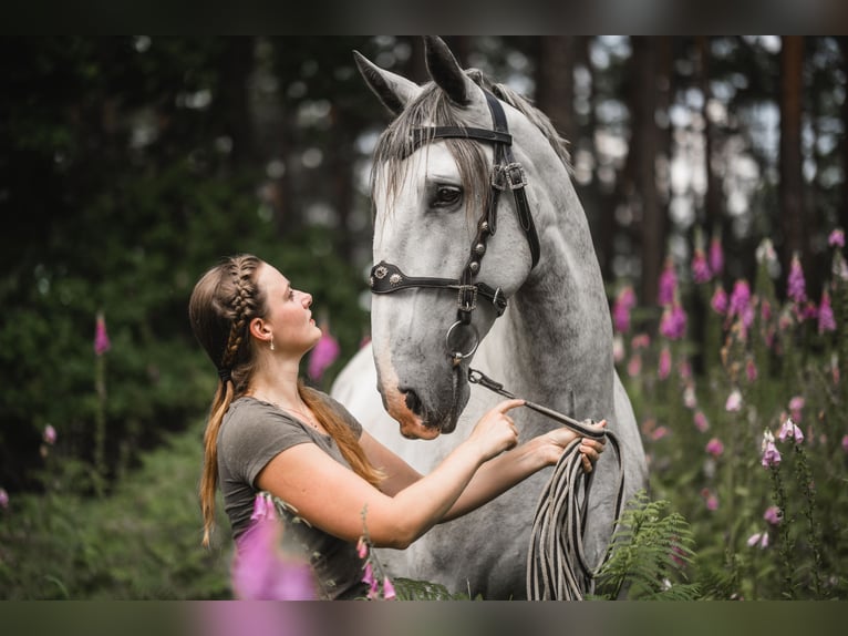 Kladruber Hongre 7 Ans 172 cm Blanc in D&#x11B;&#x10D;&#xED;n