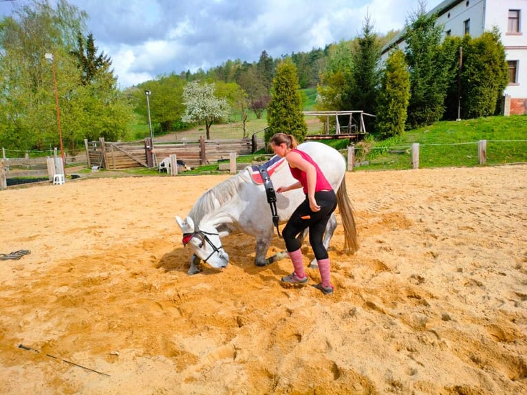 Kladruber Hongre 7 Ans 172 cm Blanc in D&#x11B;&#x10D;&#xED;n