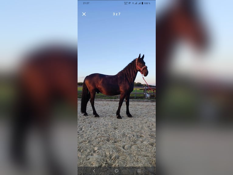 Kladruber Croisé Hongre 8 Ans 170 cm Noir in Hradec kralove