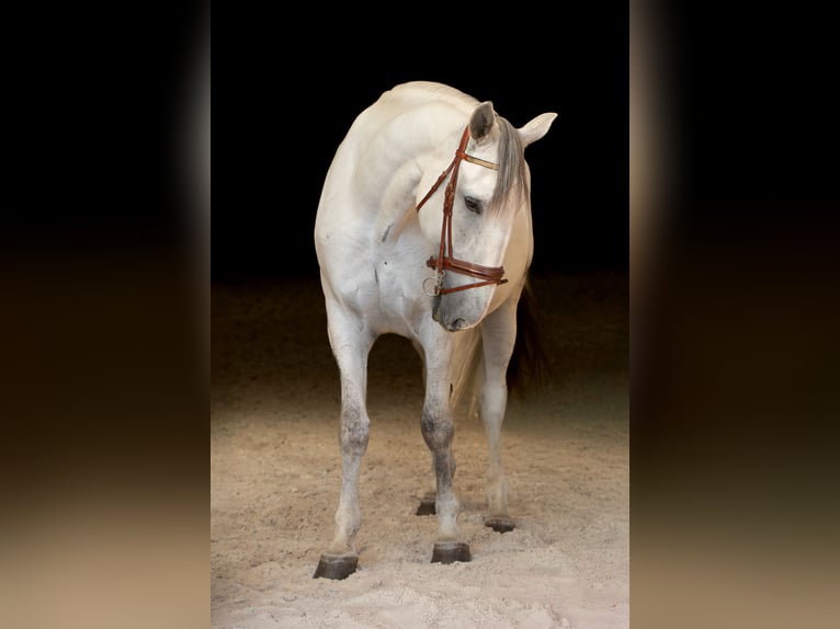 Kladruber Hongre 8 Ans 172 cm Blanc in Děčín