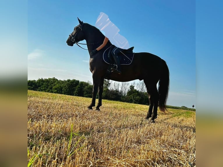 Kladruber Hongre 9 Ans 170 cm Bai brun in Zlate Moravce