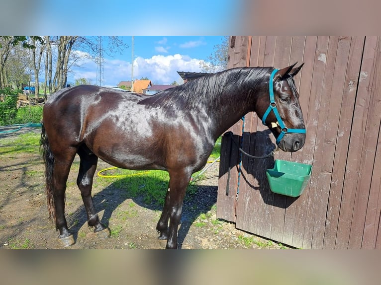 Kladruber Hongre 9 Ans 170 cm Bai brun in Zlate Moravce