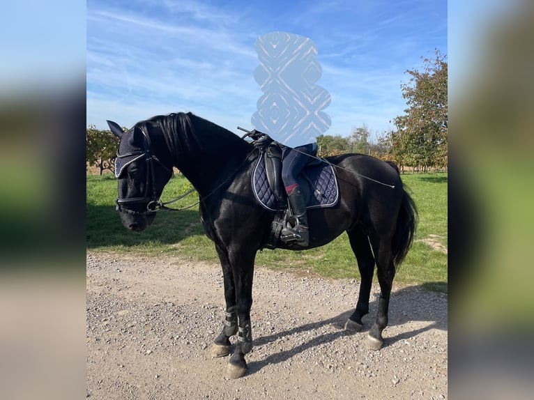 Kladruber Hongre 9 Ans 170 cm Bai brun in Zlate Moravce