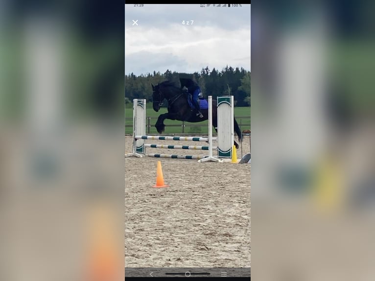 Kladruber Croisé Hongre 9 Ans 170 cm Noir in Hradec kralove