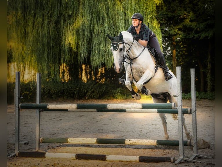 Kladruber Croisé Jument 16 Ans 157 cm Blanc in Welling