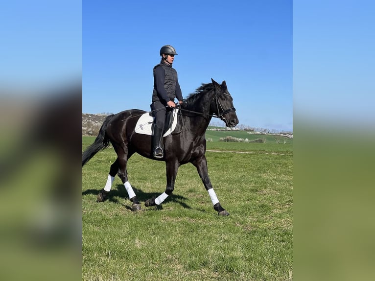 Kladruber Jument 8 Ans 167 cm Noir in Ipelsky Sokolec slovakia