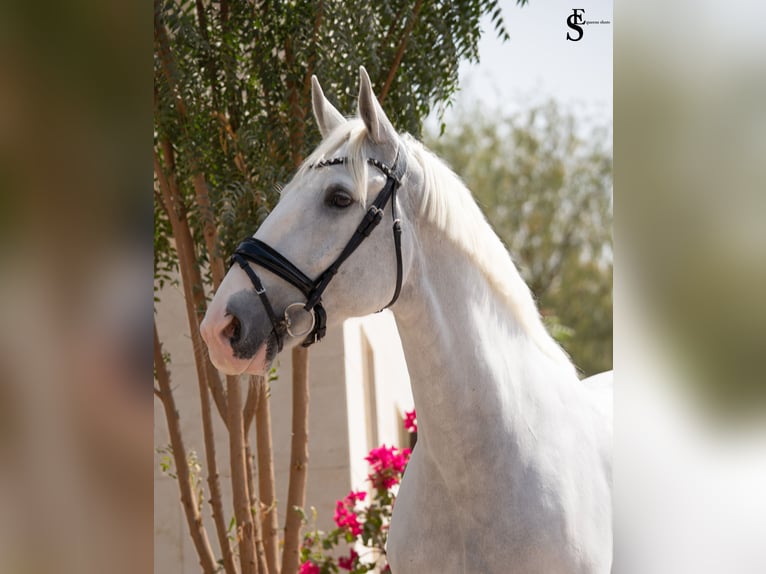 Kladruber Merrie 13 Jaar 163 cm Wit in Dubai