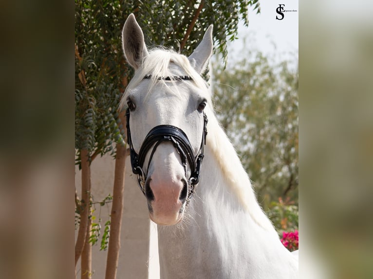 Kladruber Merrie 13 Jaar 163 cm Wit in Dubai