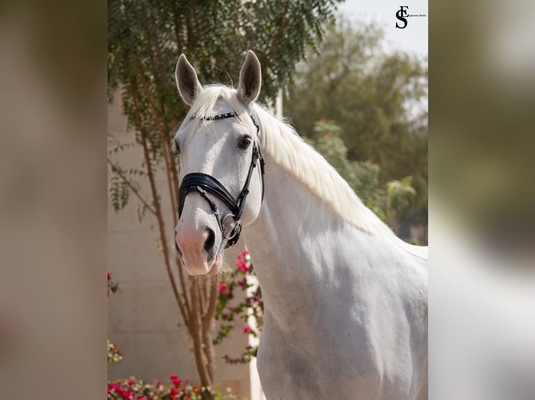 Kladruber Merrie 13 Jaar 163 cm Wit in Dubai