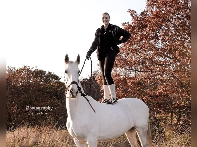 Kladruber Mix Merrie 16 Jaar 157 cm Wit in Welling