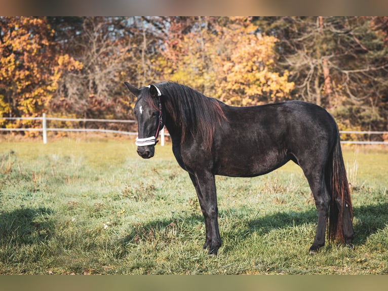 Kladruber Merrie 2 Jaar Zwart in Brno