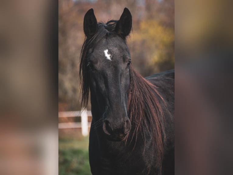 Kladruber Merrie 2 Jaar Zwart in Brno