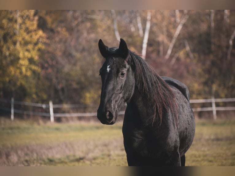 Kladruber Merrie 2 Jaar Zwart in Brno