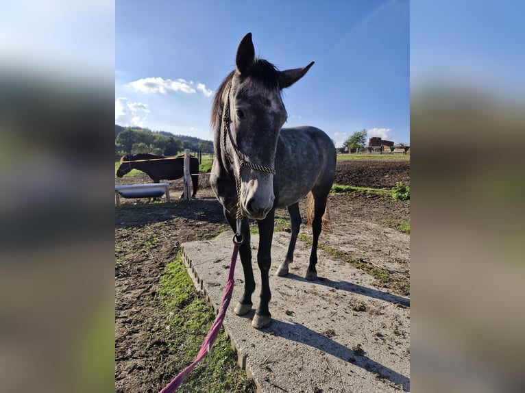 Kladruber Merrie 4 Jaar 162 cm Schimmel in Neveklov