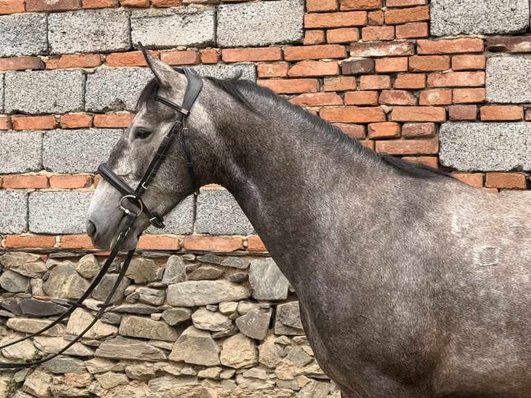 Kladruber Merrie 5 Jaar 161 cm Schimmel in Neveklov