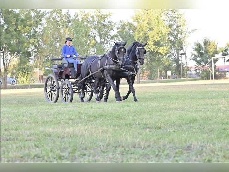 Kladruber Merrie 8 Jaar 167 cm Zwart in Ipelsky Sokolec slovakia