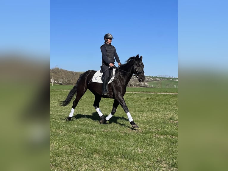 Kladruber Merrie 8 Jaar 167 cm Zwart in Ipelsky Sokolec slovakia