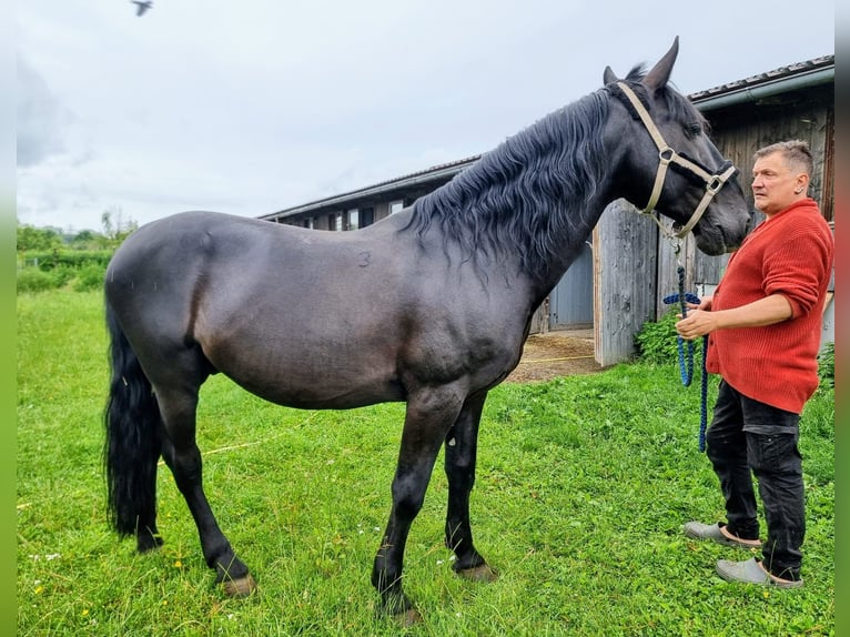 Kladruber Ruin 12 Jaar 165 cm Zwart in Simbach am Inn