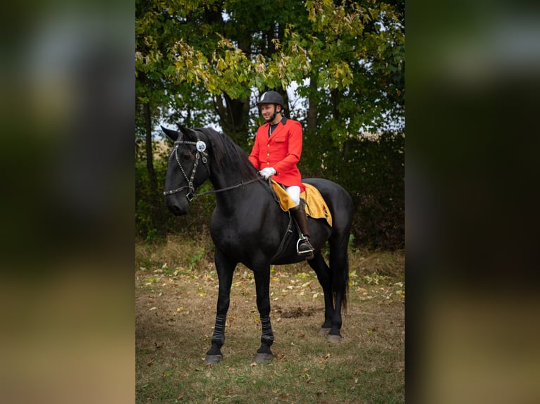 Kladruber Ruin 13 Jaar 175 cm Zwart in Mšené Lázně