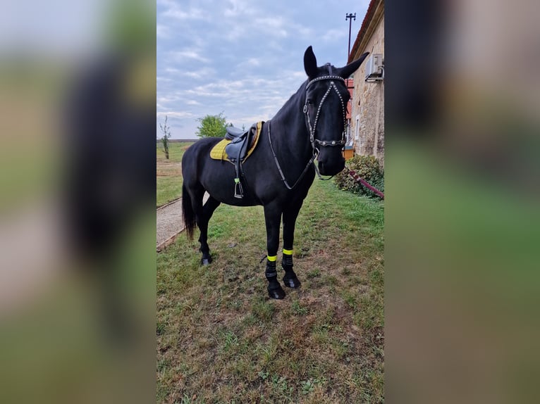 Kladruber Ruin 13 Jaar 175 cm Zwart in Mšené Lázně