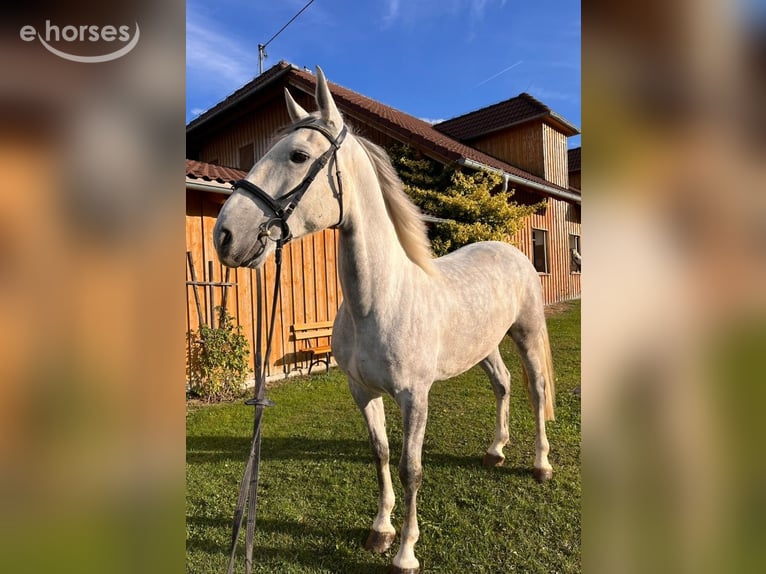 Kladruber Ruin 5 Jaar 167 cm Schimmel in Altenfelden