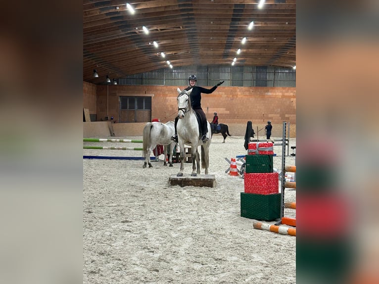 Kladruber Ruin 8 Jaar 172 cm Wit in Děčín