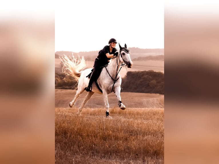 Kladruber Mix Stute 16 Jahre 157 cm White in Welling