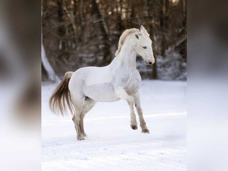 Kladruber Mix Stute 16 Jahre 157 cm White in Welling