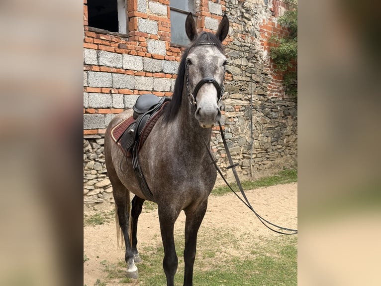 Kladruber Stute 5 Jahre 161 cm Schimmel in Neveklov