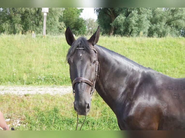 Kladruber Wallach 12 Jahre 165 cm Rappe in Simbach am Inn