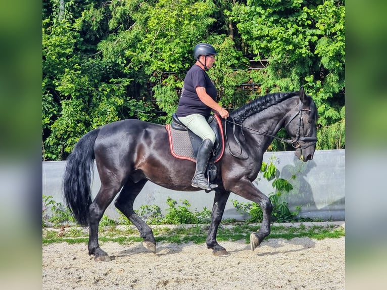 Kladruber Wallach 12 Jahre 165 cm Rappe in Simbach am Inn