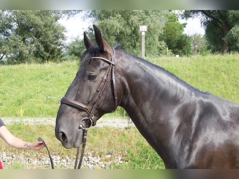 Kladruber Wallach 12 Jahre 165 cm Rappe in Simbach am Inn