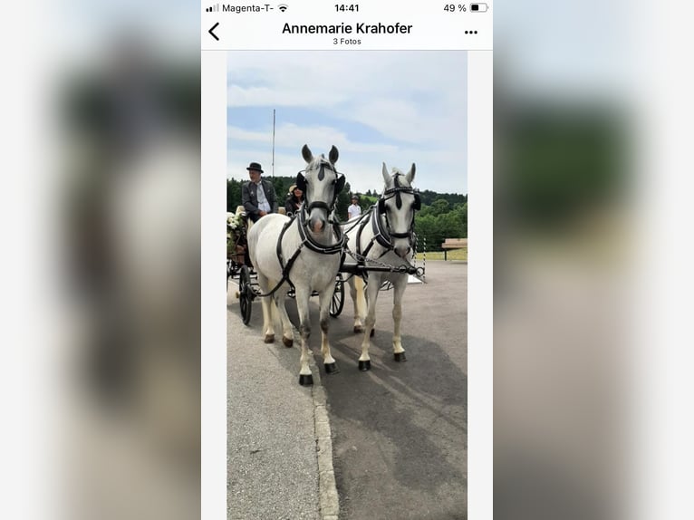 Kladruber Wallach 12 Jahre 170 cm Schimmel in Saxen