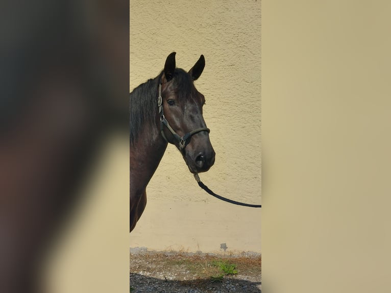 Kladruber Wallach 4 Jahre 170 cm Rappe in Garching bei M&#xFC;nchen