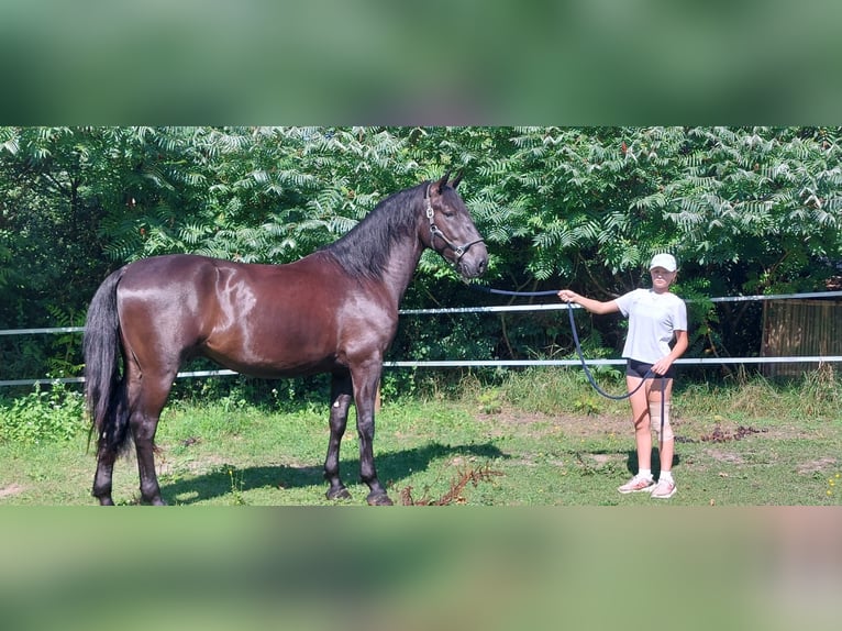 Kladruber Wallach 4 Jahre 170 cm Rappe in Garching bei M&#xFC;nchen