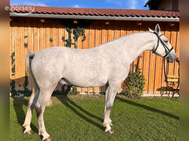 Kladruber Wallach 5 Jahre 167 cm Schimmel in Altenfelden
