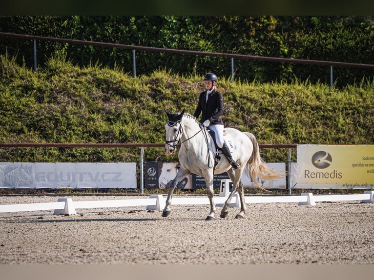 Kladruber Wallach 7 Jahre 172 cm White in D&#x11B;&#x10D;&#xED;n