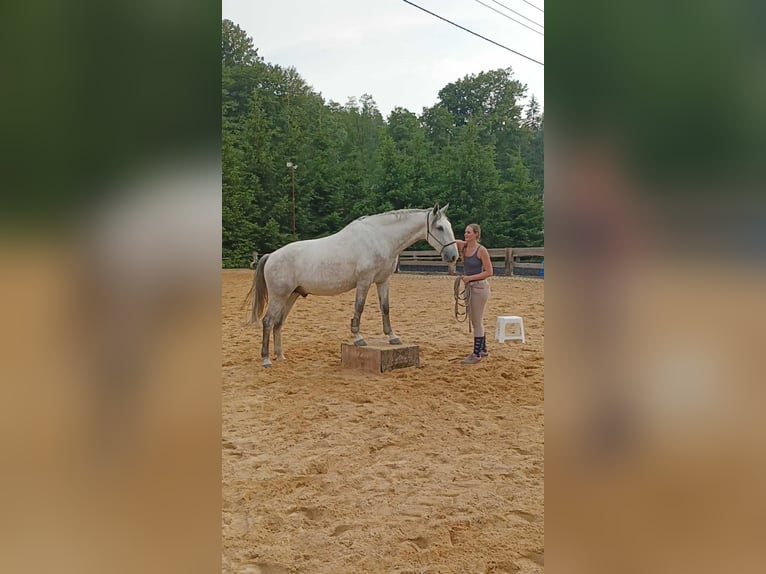 Kladruber Wallach 7 Jahre 172 cm White in D&#x11B;&#x10D;&#xED;n