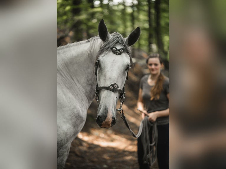 Kladruber Wallach 7 Jahre 172 cm White in D&#x11B;&#x10D;&#xED;n